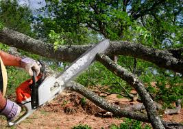 Best Lot and Land Clearing  in Colonia, NJ