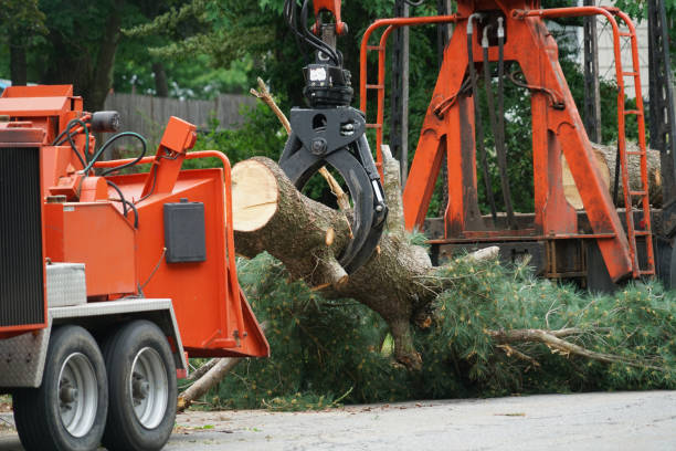 Best Tree Trimming and Pruning  in Colonia, NJ